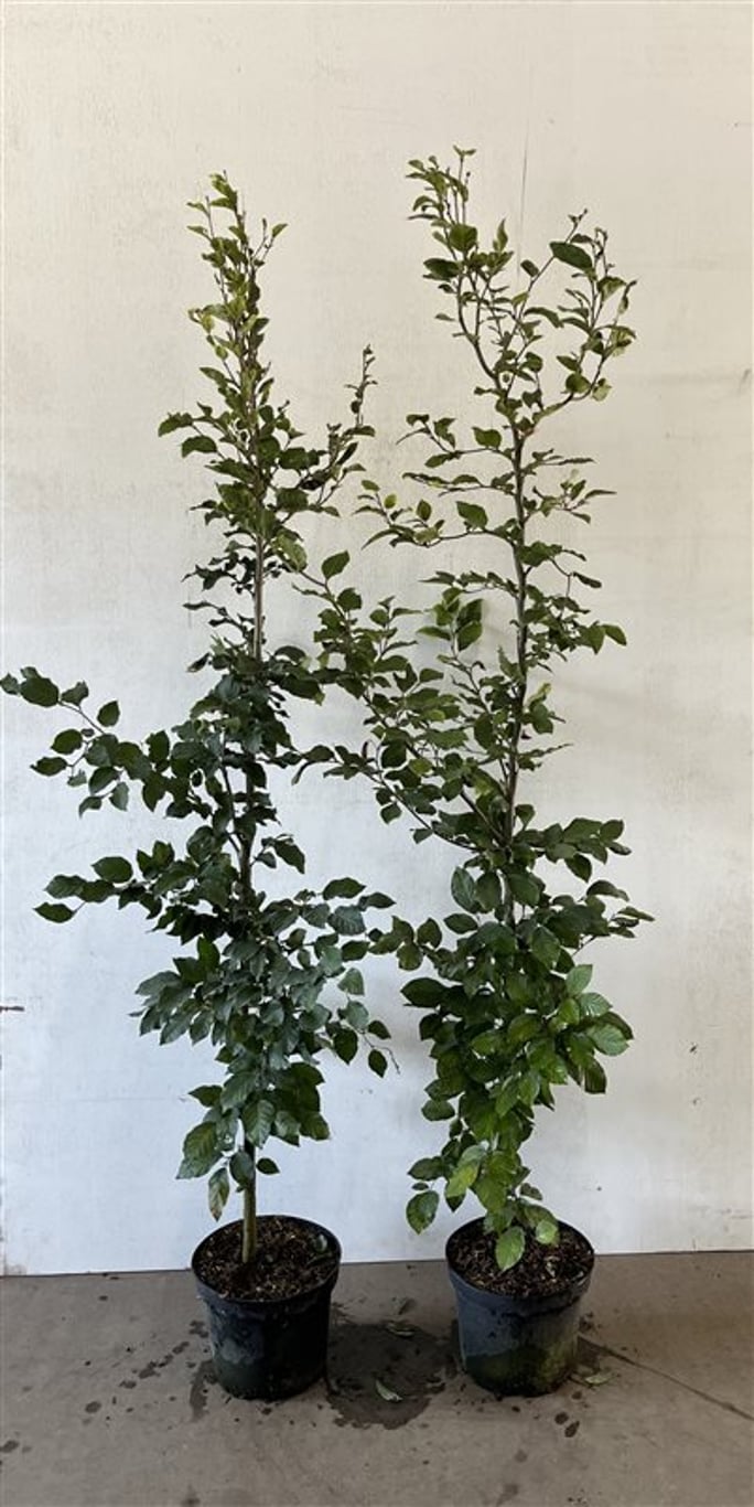 Fagus sylvatica - C7.5 150-175 CM